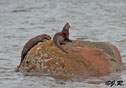 Lutra Canadensis